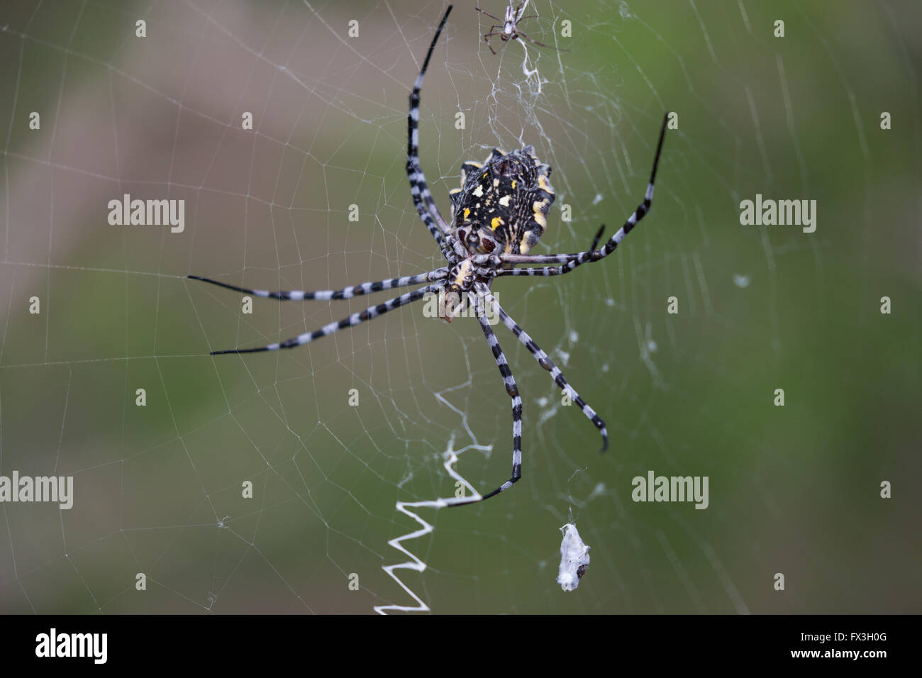 Yellow, white and black orb spider weaves a web Stock Photo