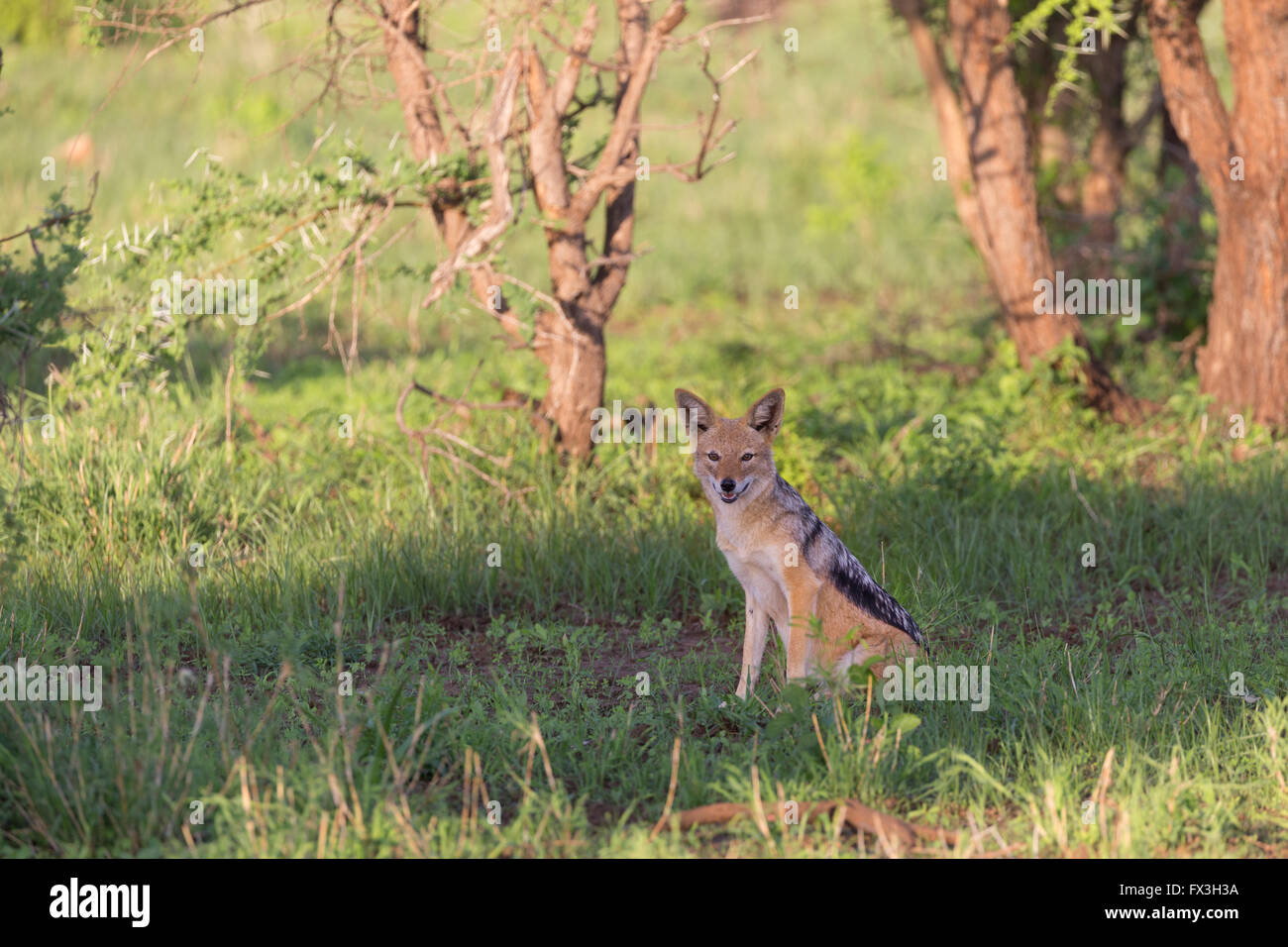 A black-backed jackel regards the camera in Kruger National Park, South Africa Stock Photo
