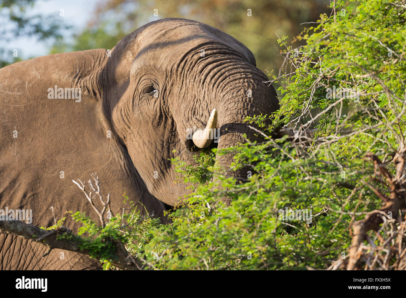 Juvenile male elephant eats from a tree in Kruger National Park, South Africa Stock Photo