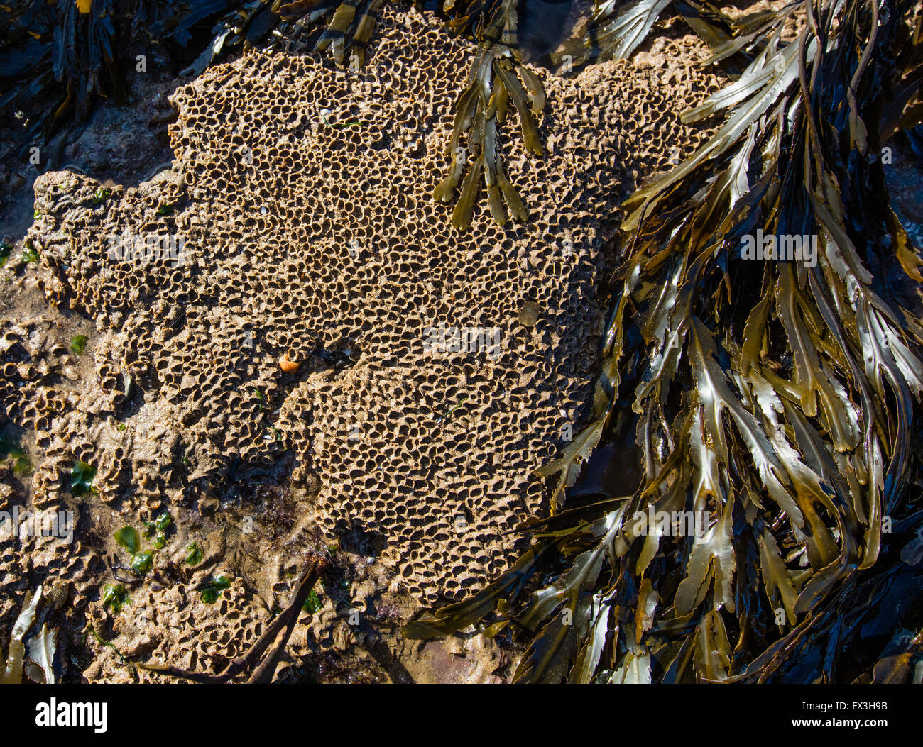 Honeycomb Worm Sabellaria alveolata encrusting flat rocks on the seashore of the Glamorgan Coast South Wales Stock Photo
