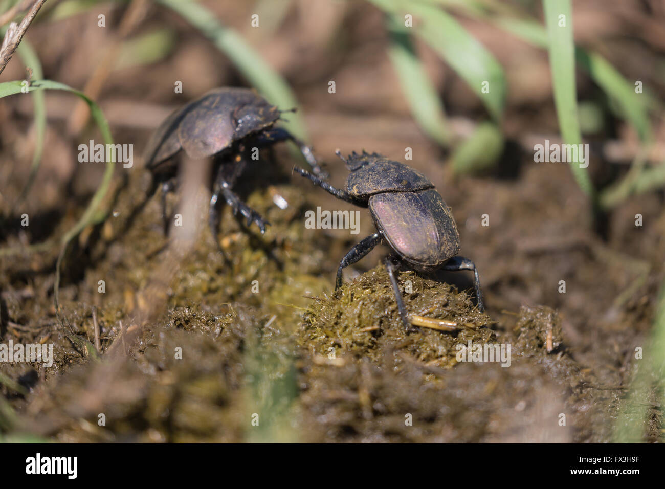 Dung beetles fight over a ball of dung in Kruger National Park, South Africa Stock Photo
