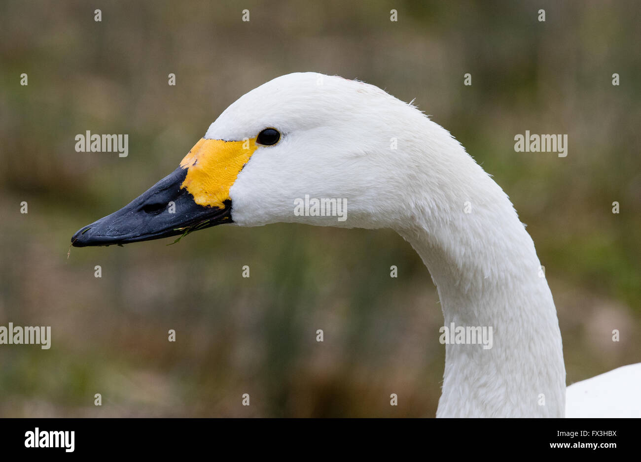 Portrait of a Bewick's Swan showing characteristic yellow bill patch stopping short of nostril - Slimbridge UK Stock Photo