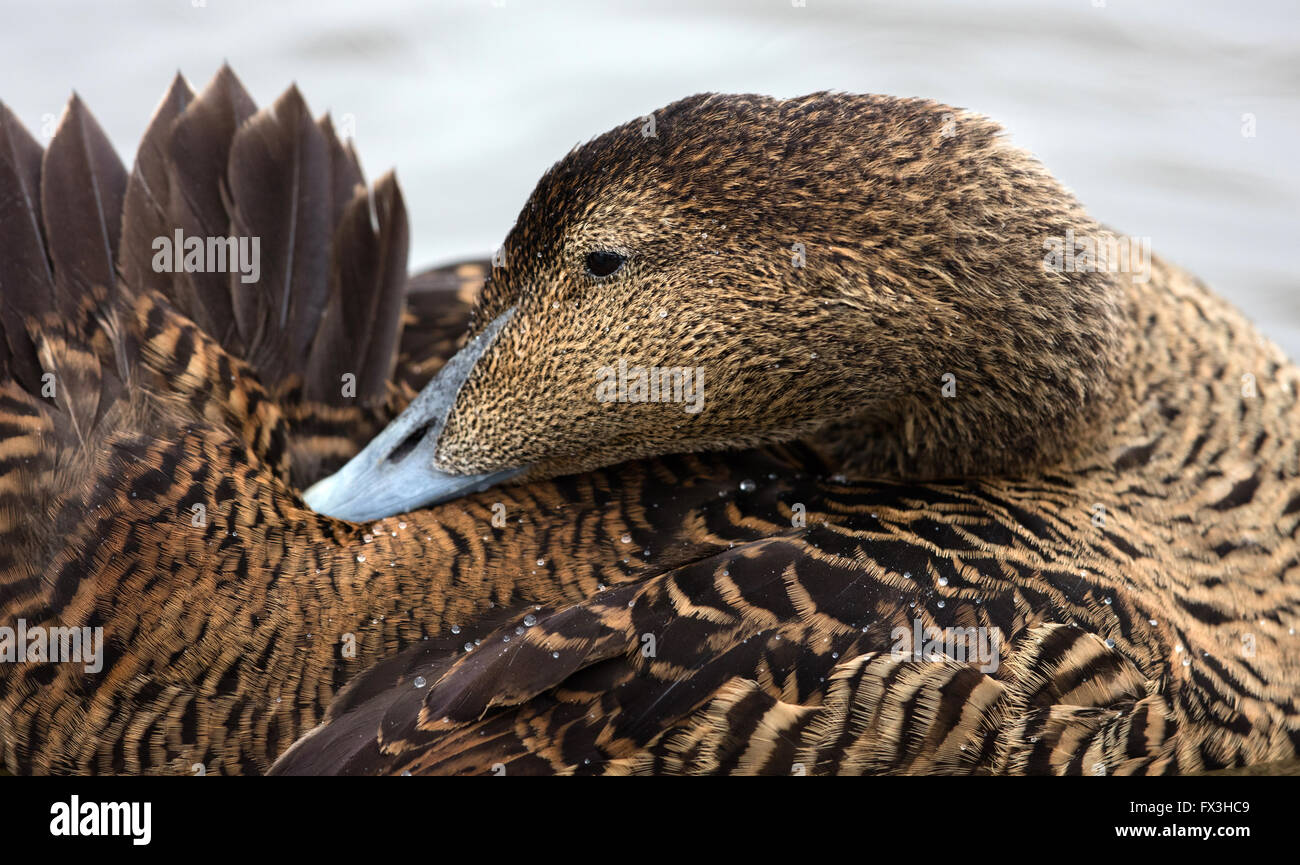 eider feathers