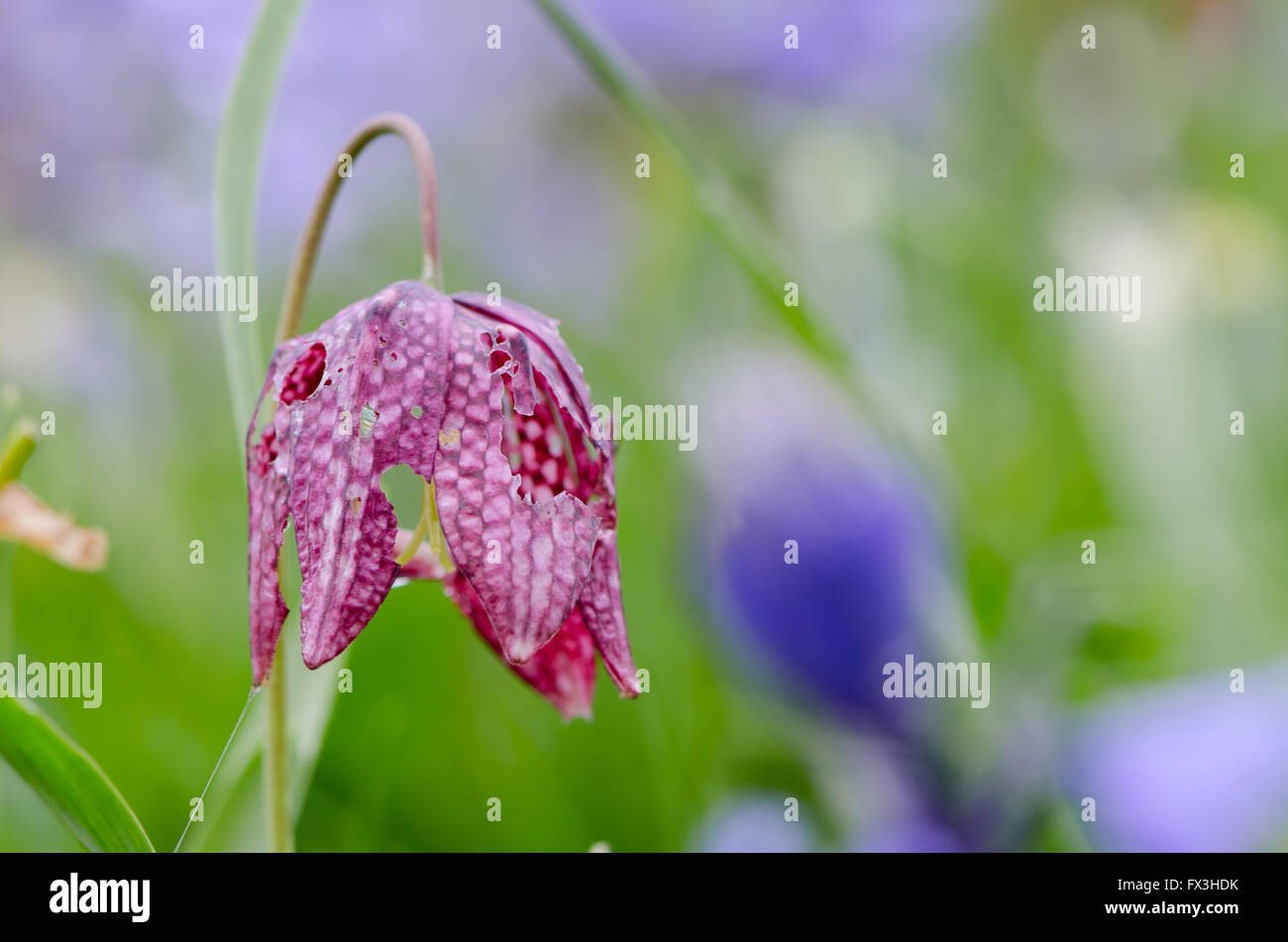 Snake's head fritillary (Fritillaria meleagris). A spring flower in the family Liliaceae, with holes in petals caused by slugs Stock Photo