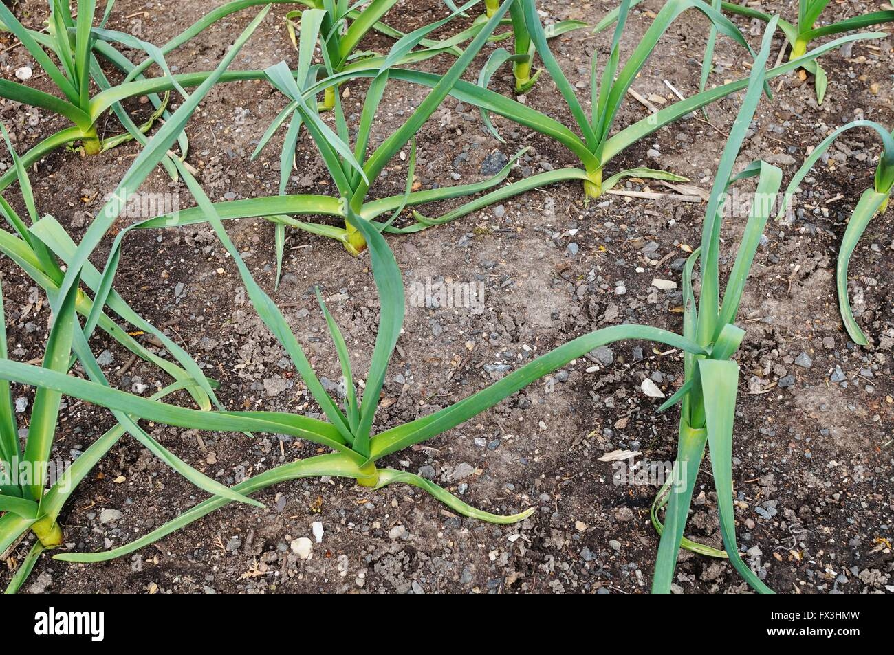 Growing garlic in a raised bed Stock Photo Alamy