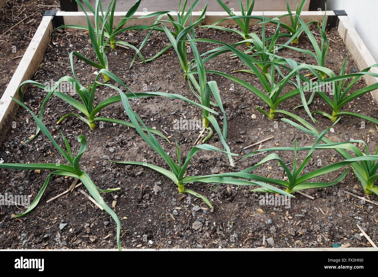 Growing garlic in a raised bed Stock Photo Alamy
