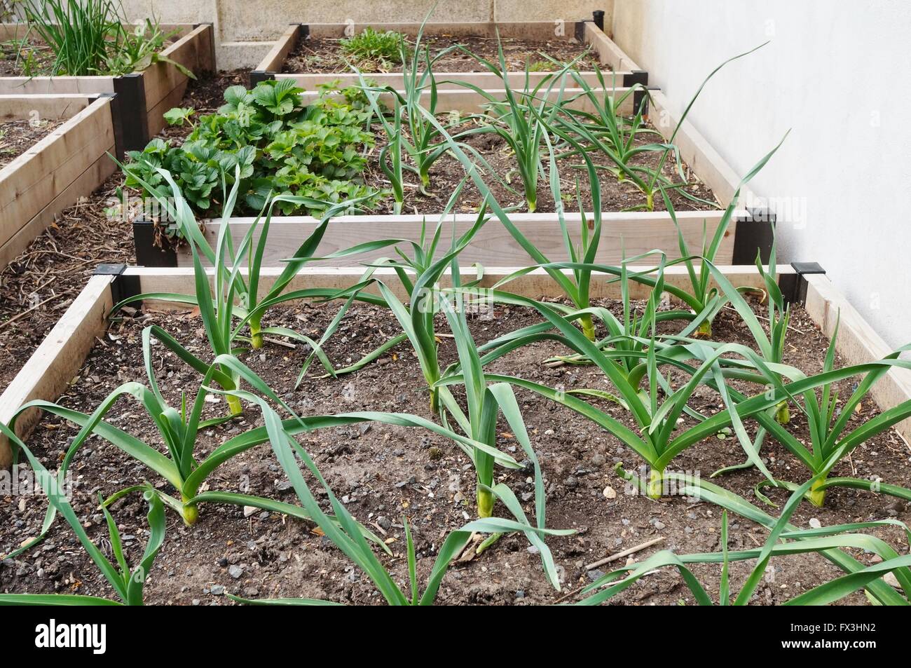 Growing garlic in a raised bed Stock Photo Alamy