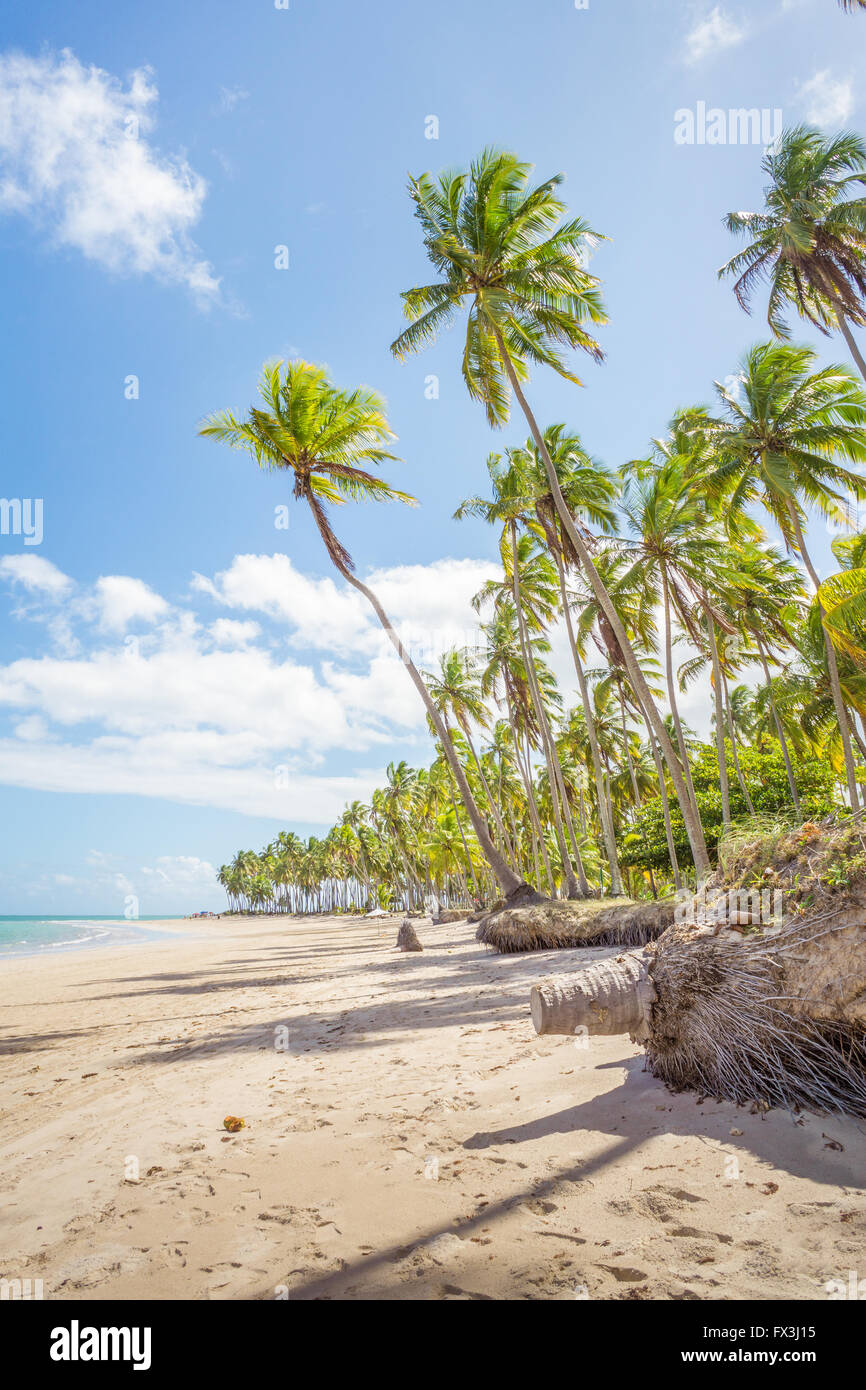 The Carneiros beach is located in Pernambuco, Brazil. It is located along a former coconut farm. Stock Photo