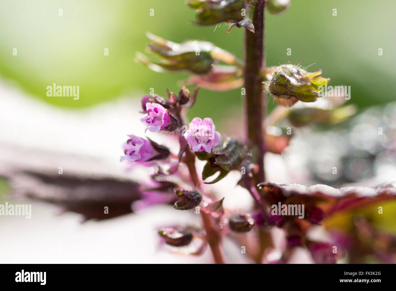 Flower of Japanese basil called Shiso on farm Stock Photo Alamy