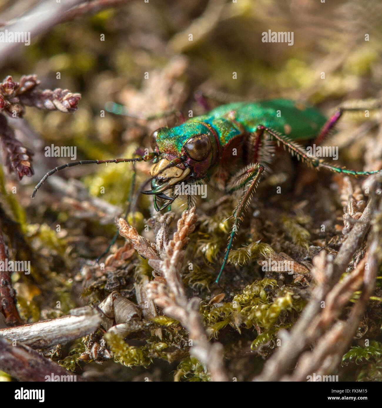 Green Tiger Beetle (Cicindela campestris) on heathland scrub Stock Photo