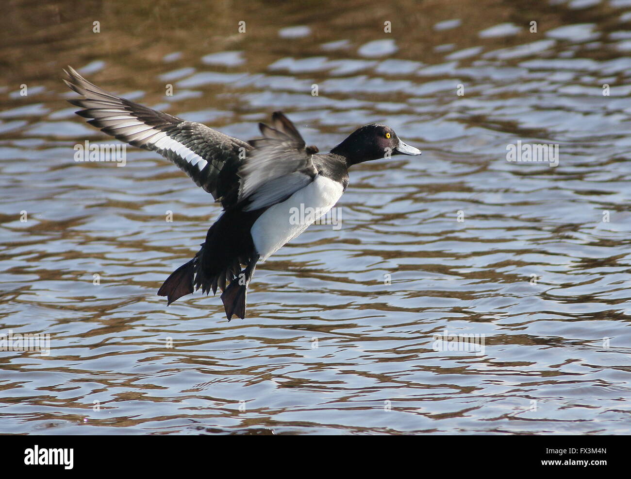 Male Tufted Duck (Aythya fuligula) touching down in the water Stock Photo