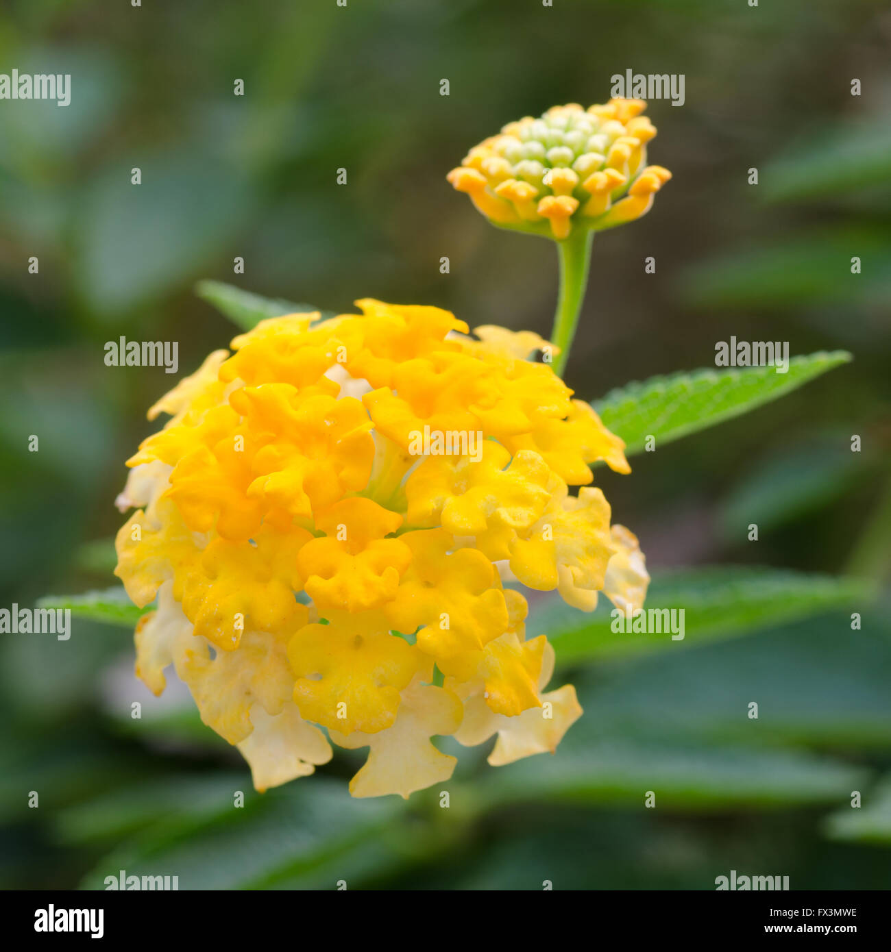 Lantana camara flowers Stock Photo