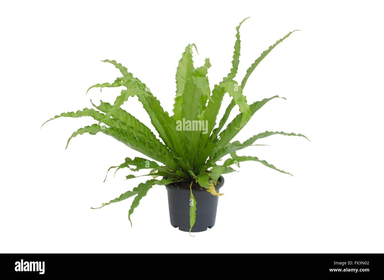 Asplenium nidus fern isolated on white background Stock Photo