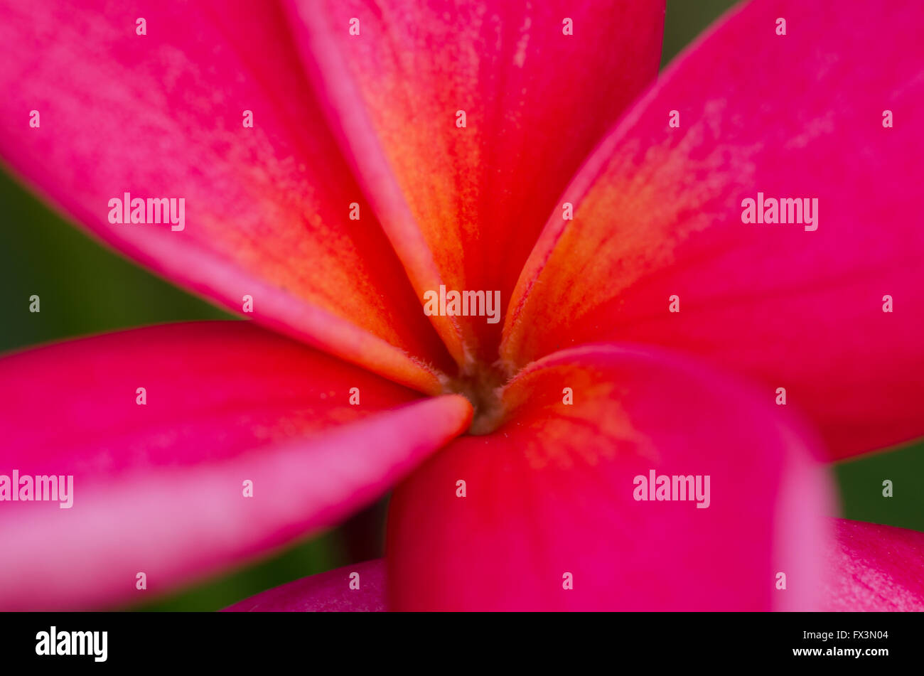 Pink frangipani petal close up Stock Photo