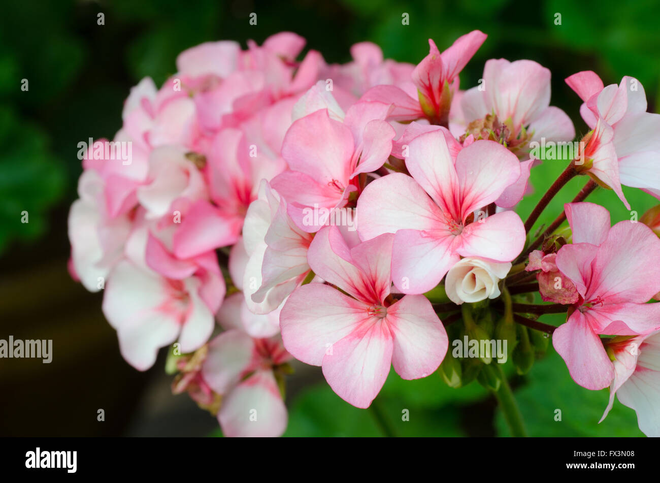 Pink bicolor geraniums Stock Photo