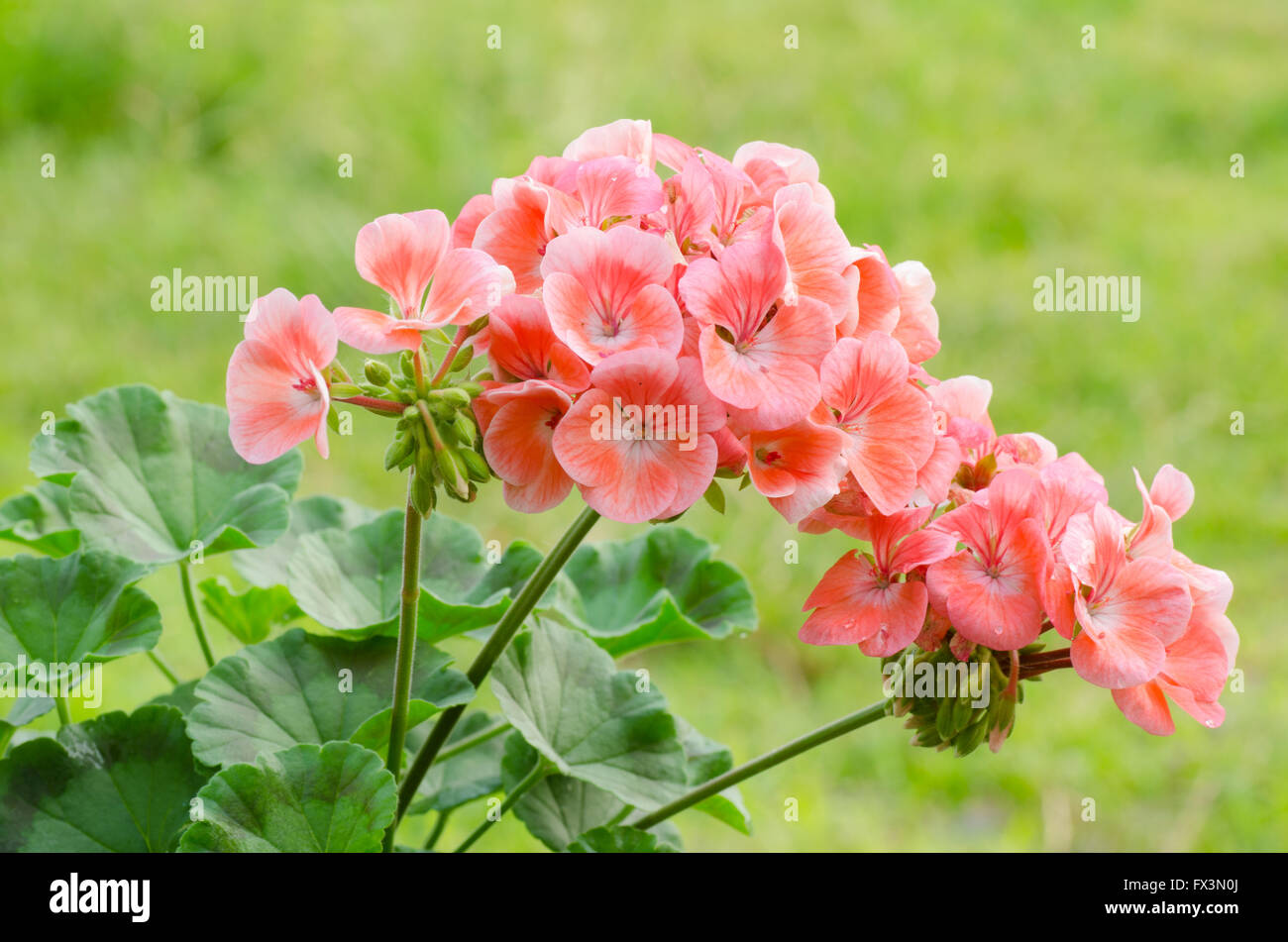 geraniums Stock Photo