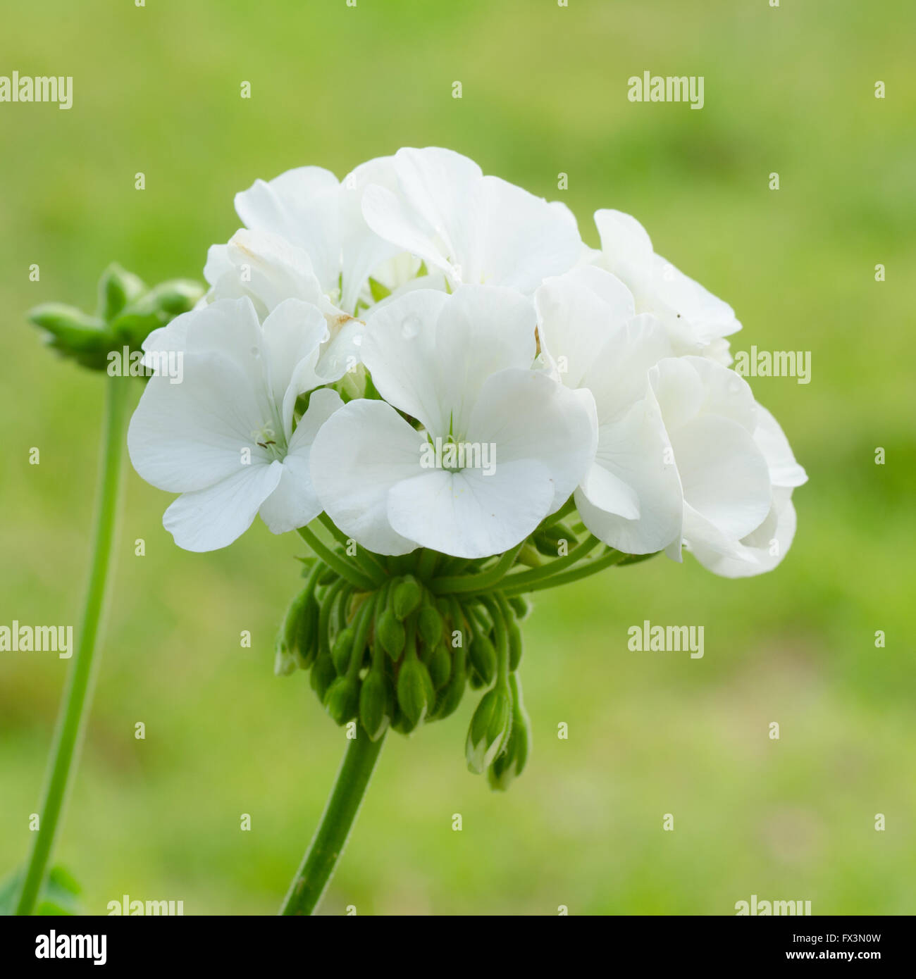 geraniums Stock Photo