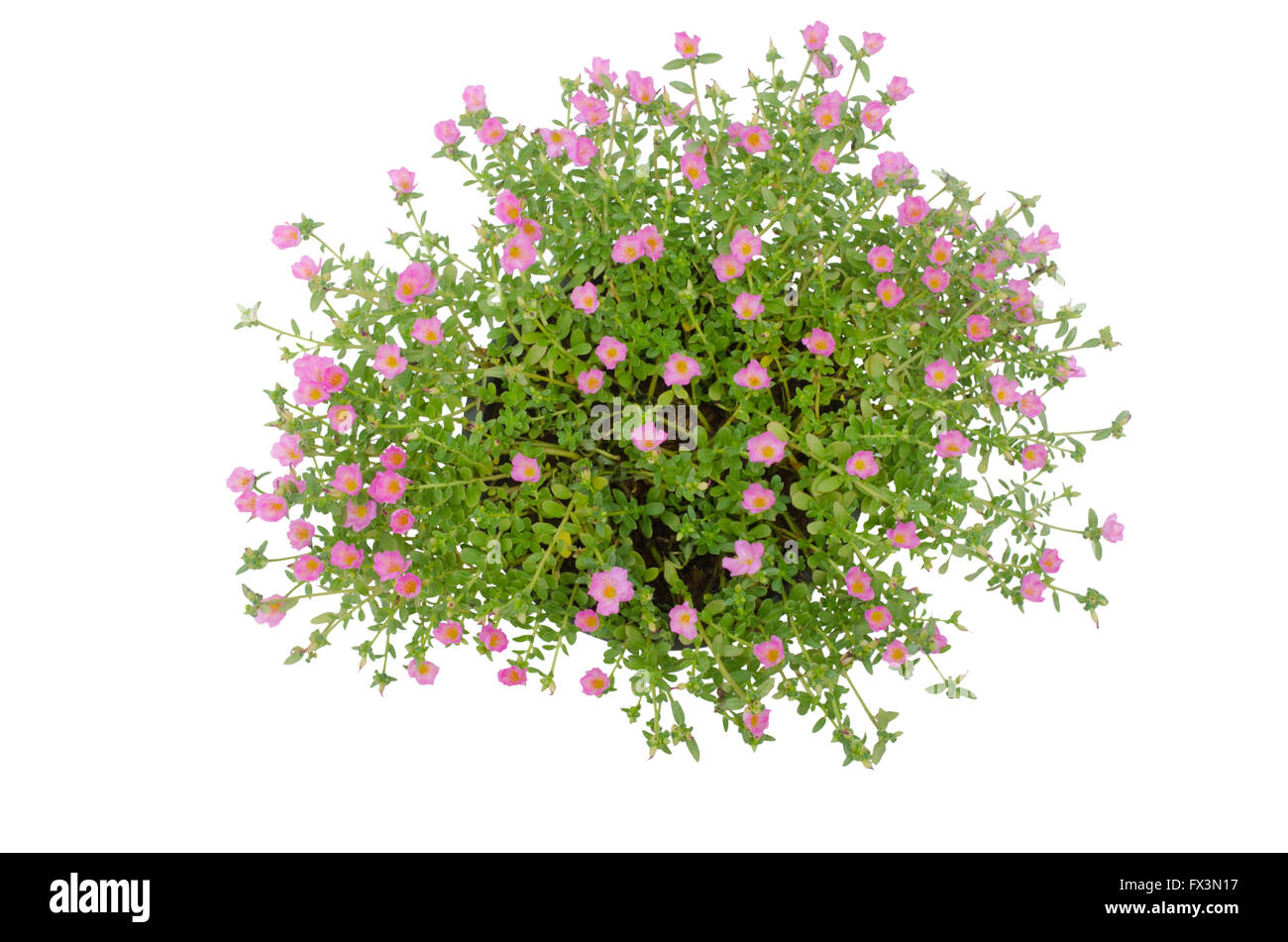 Portulaca flower in pot  isolated on white background Stock Photo