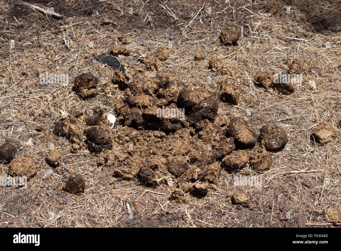 Horse manure for gardens hires stock photography and images Alamy