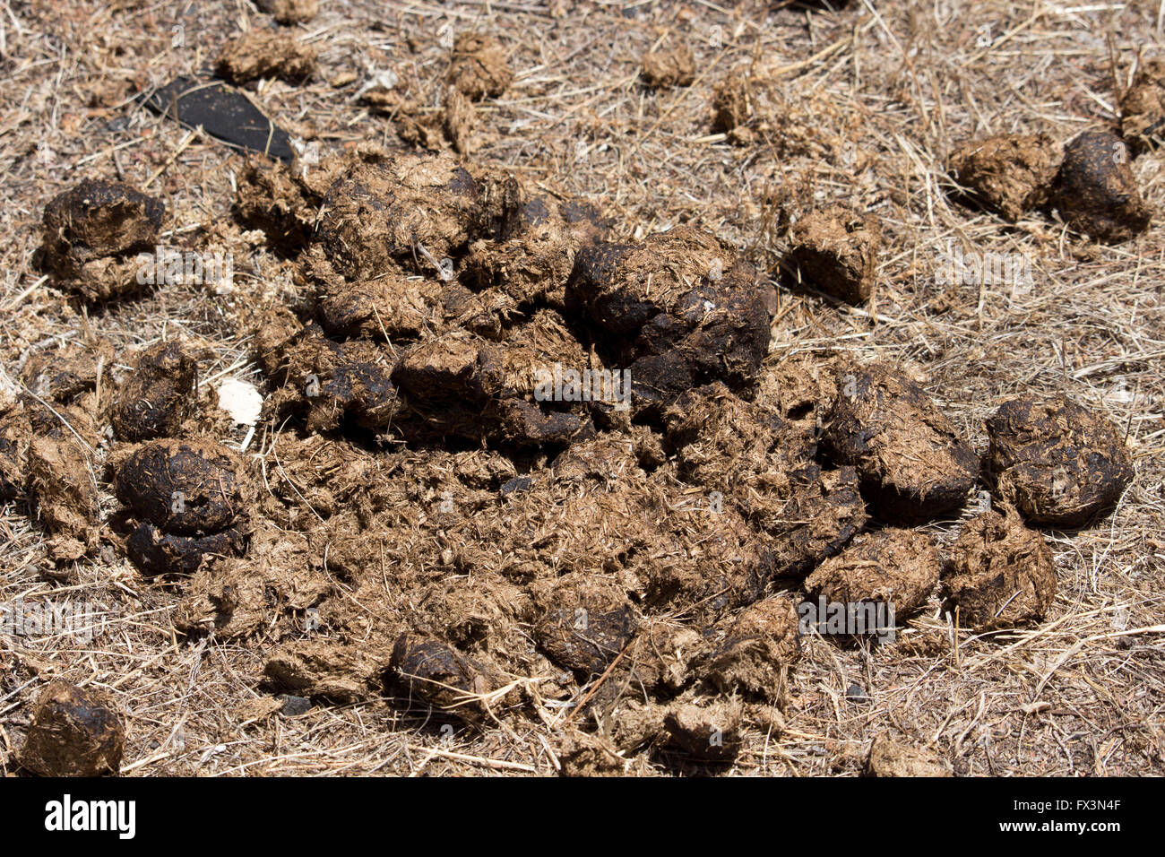 Manure Horse Stock Photos & Manure Horse Stock Images Alamy