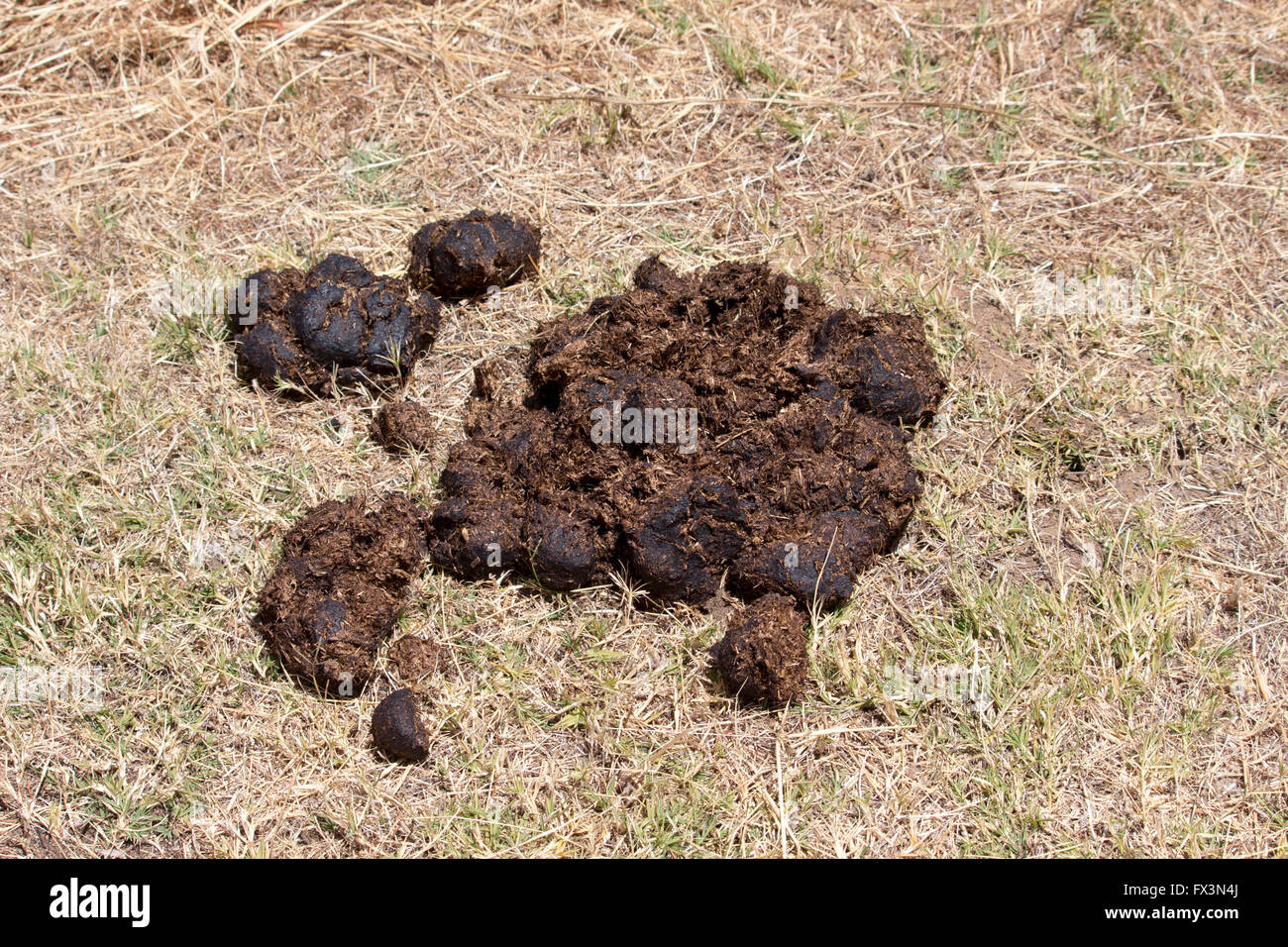 Horse manure for gardens hires stock photography and images Alamy