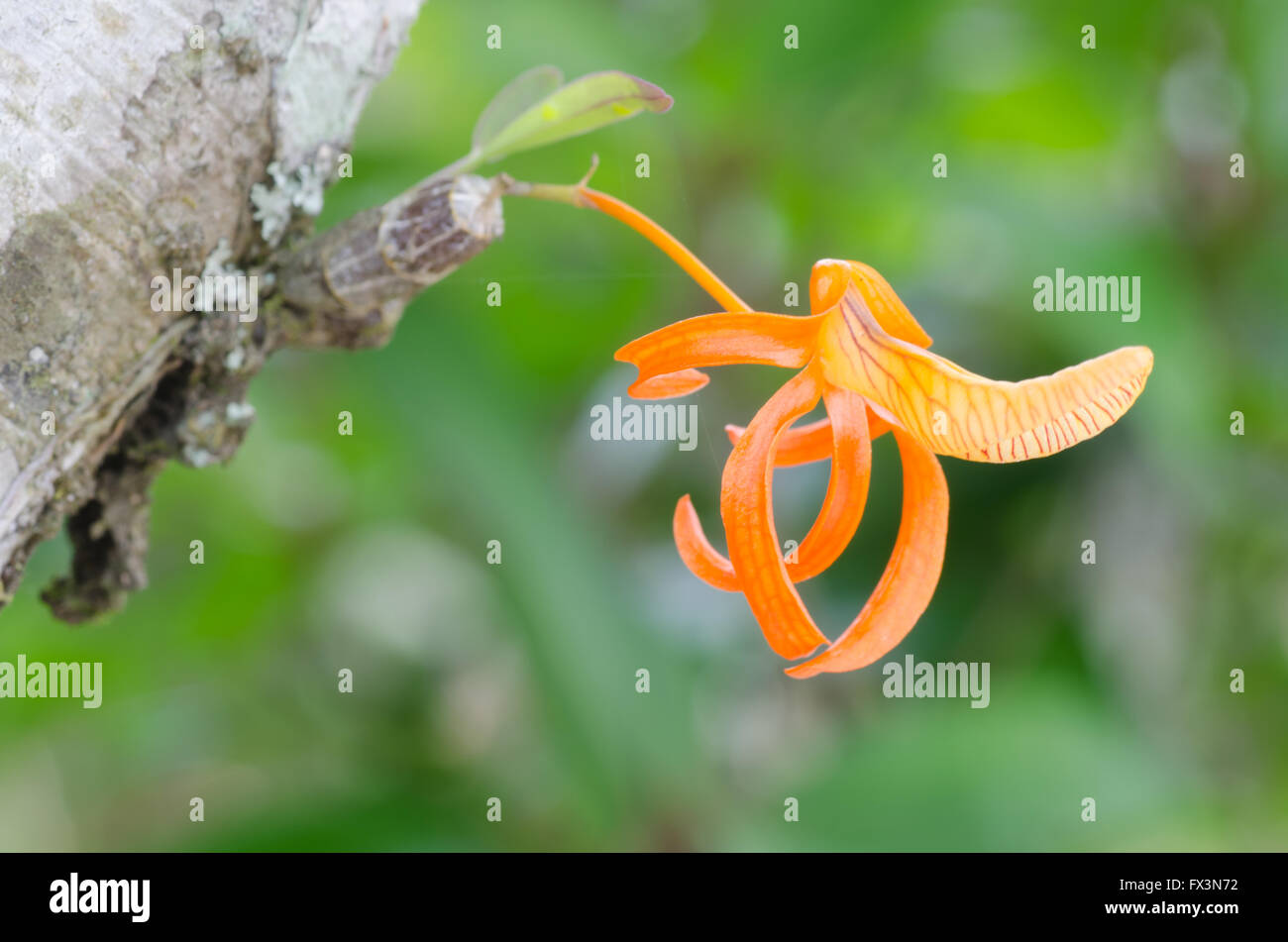 dendrobium unicum wild orchid in Thailand Stock Photo
