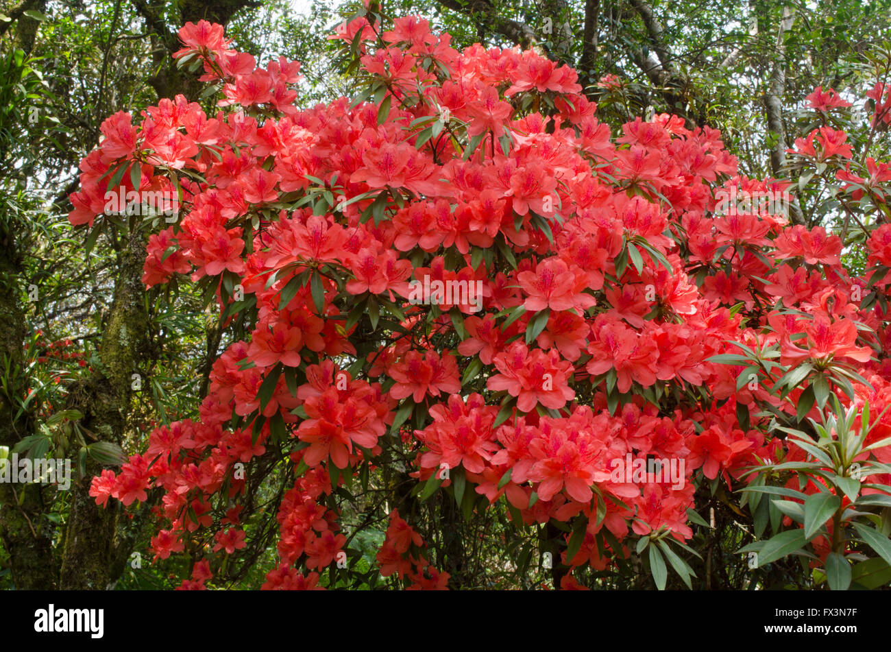 azalea blooming on tree (Rhododendron simsii Planch) Stock Photo