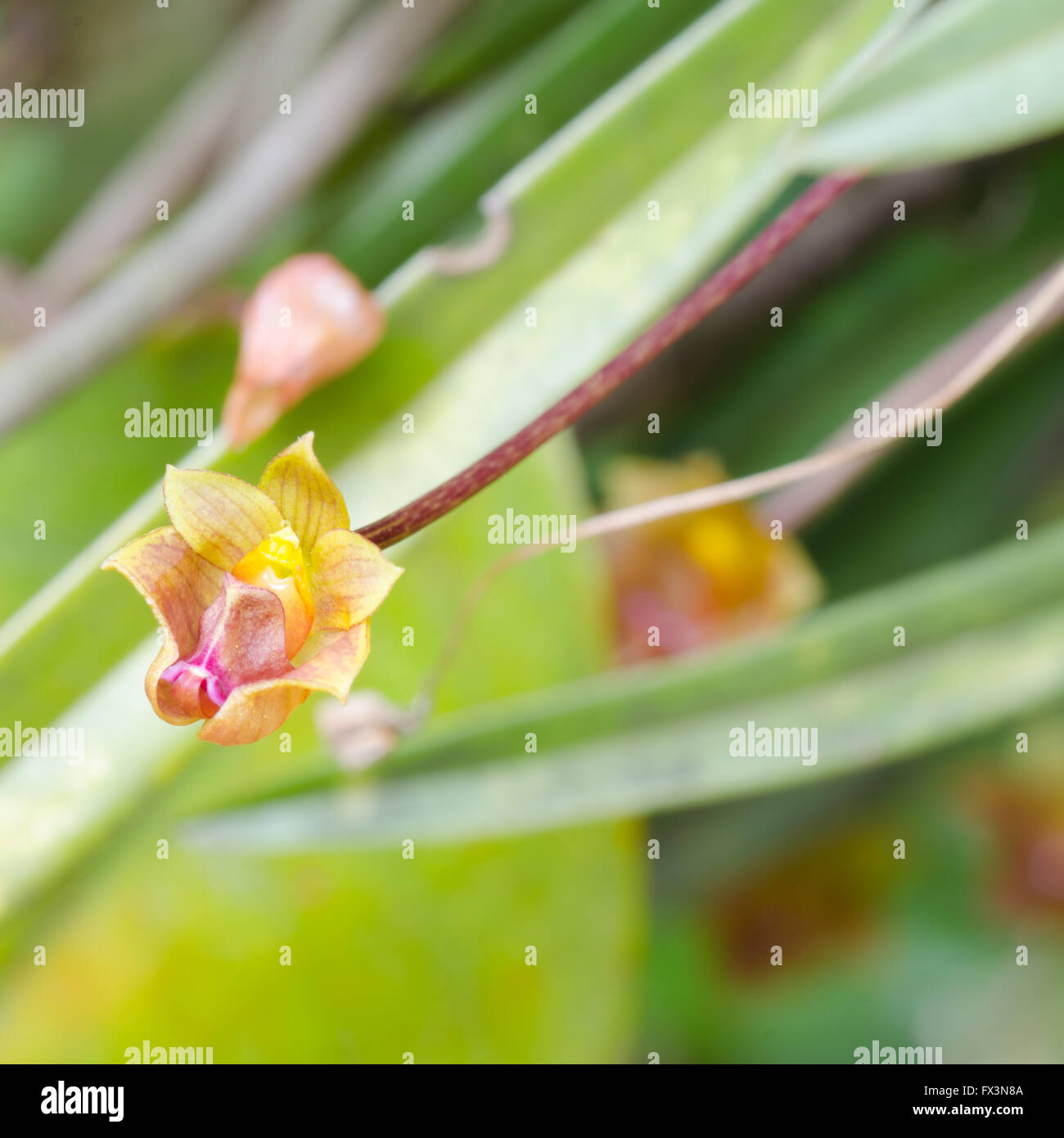 Bulbophyllum capillipes wild orchid in Thailand Stock Photo