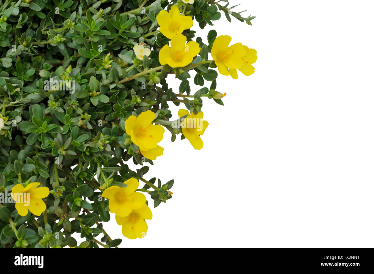 Portulaca flower isolated on white background Stock Photo - Alamy