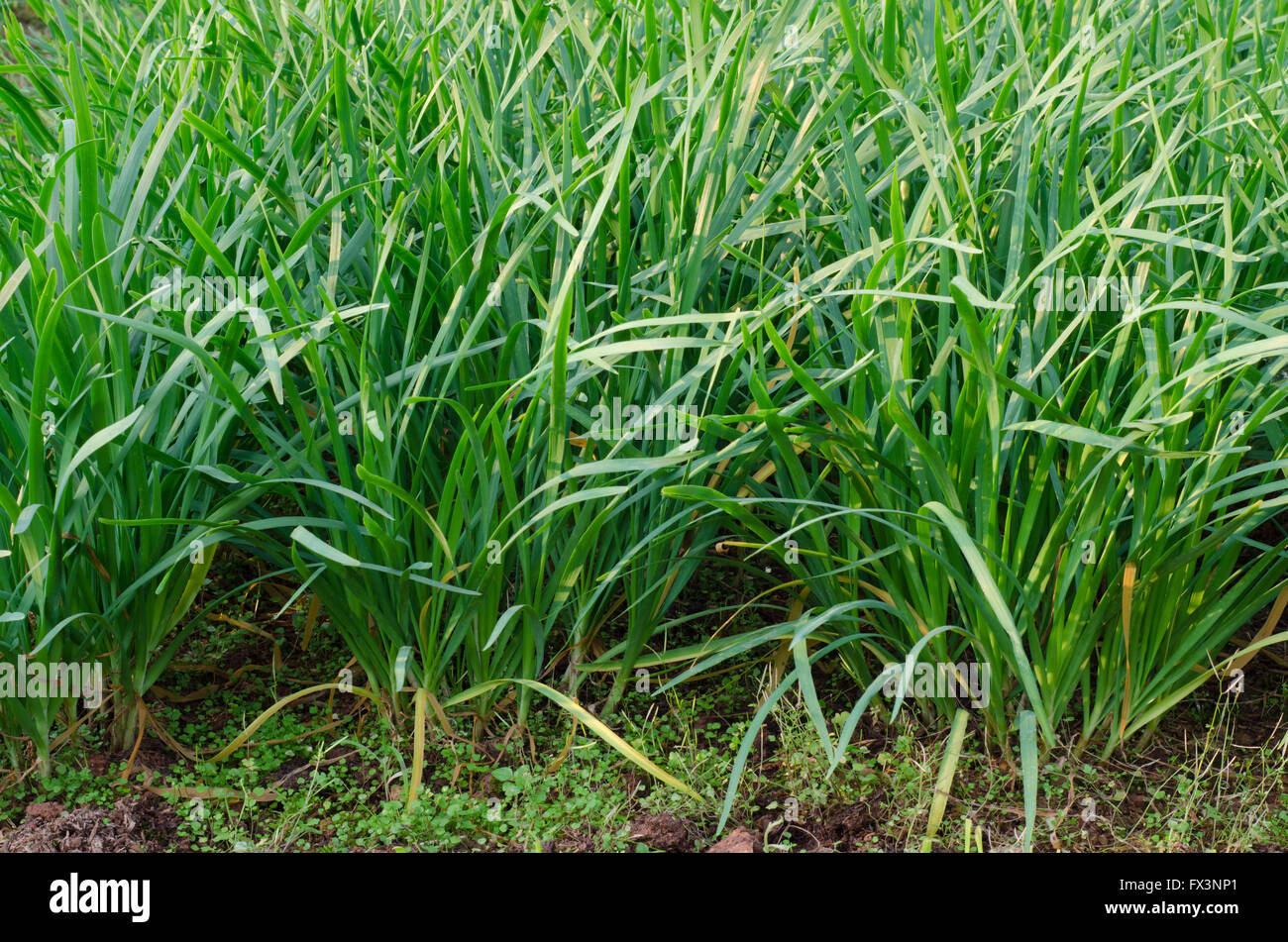 Garlic chives growing in garden Stock Photo Alamy