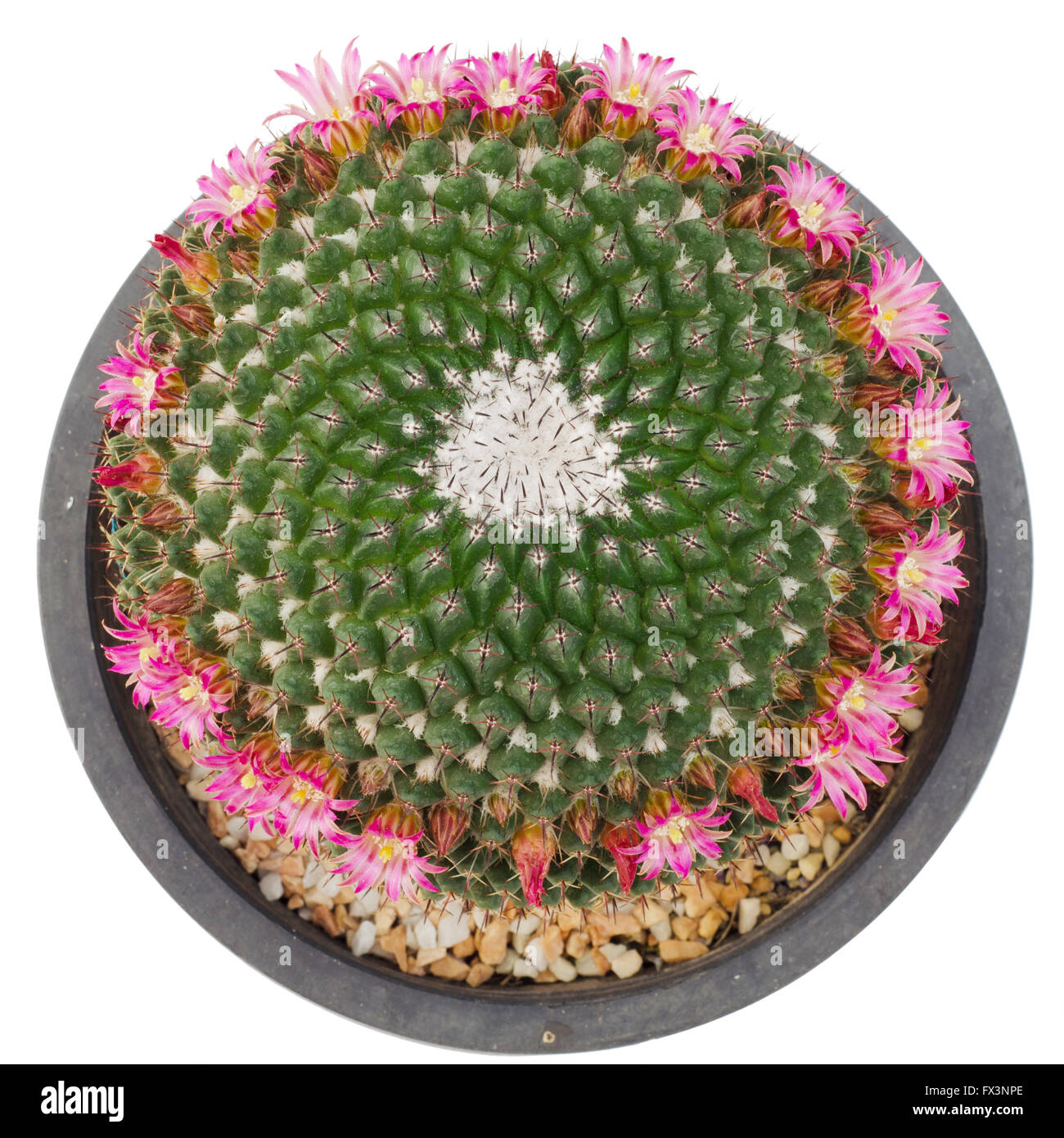 cactus in pot isolated on white background Stock Photo - Alamy