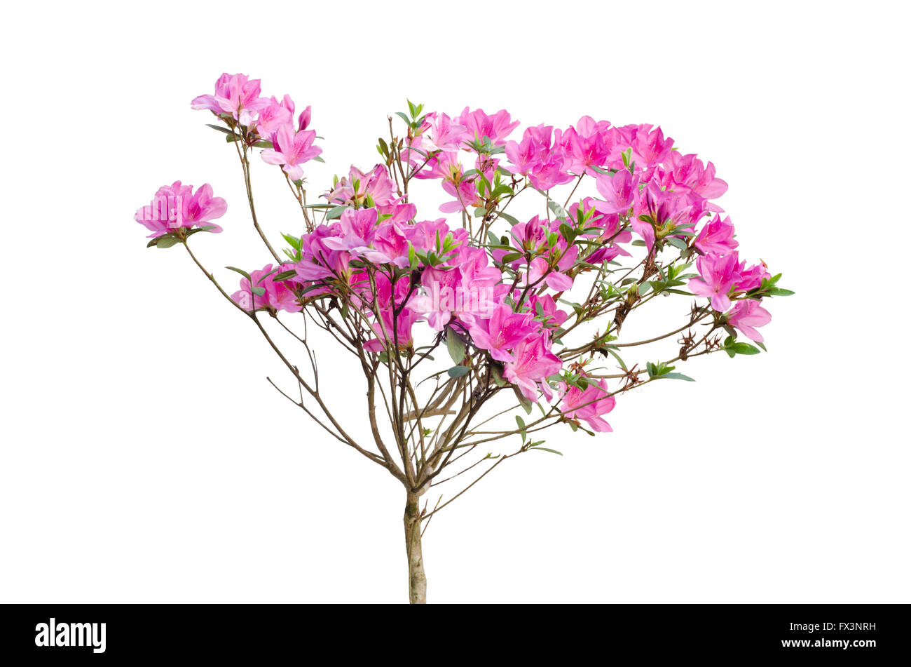 pink azalea blooming on tree isolated on white background Stock Photo