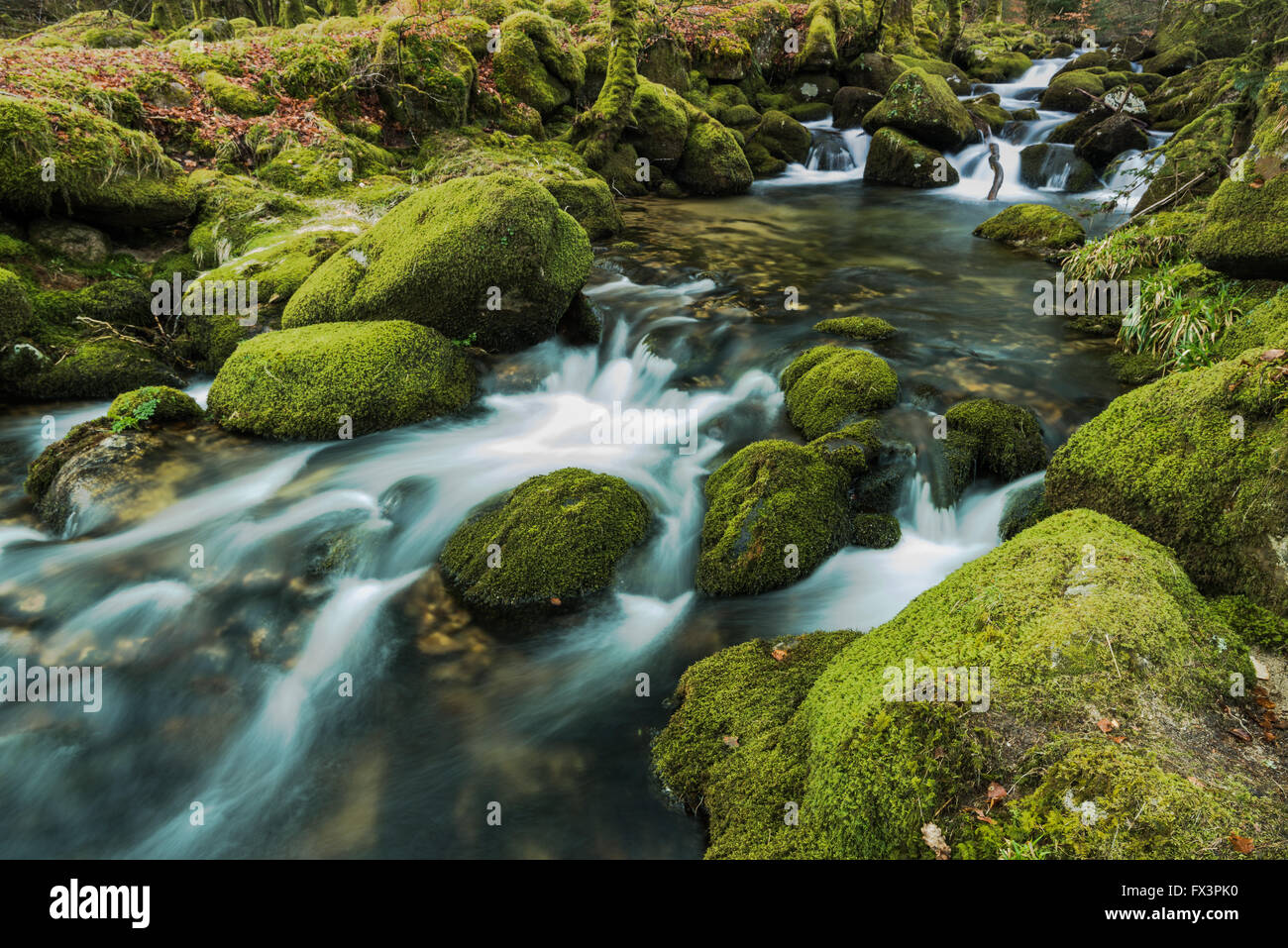 Fast flowing stream in ancient forest. Dartmoor National Park in Devon ...