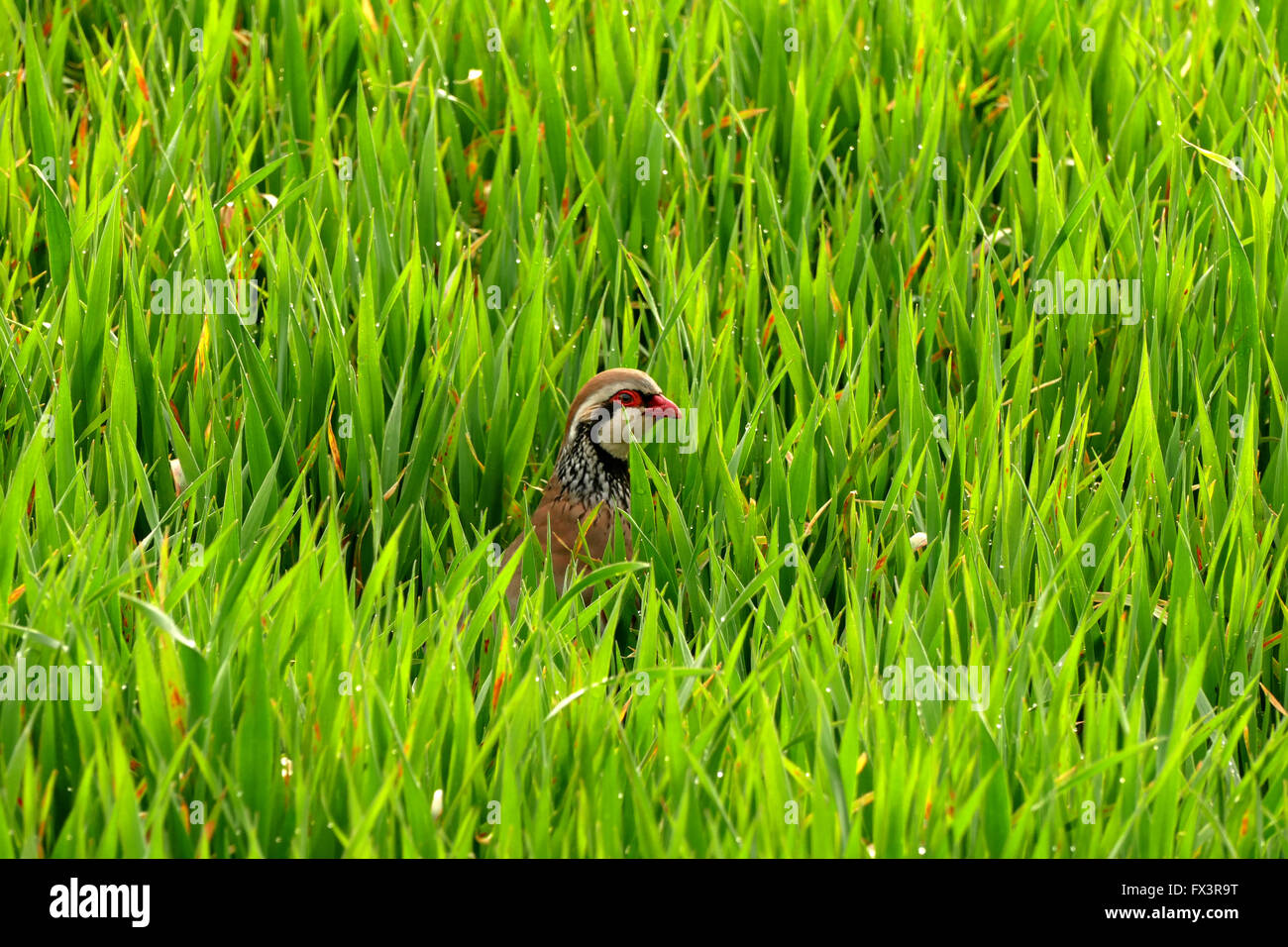 Partridge family hires stock photography and images Alamy