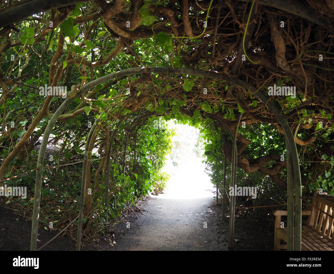 petals red roses ground grounds kenwood house hampstead heath hampstead