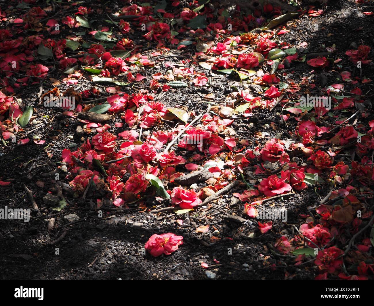 petals red roses ground grounds kenwood house hampstead heath hampstead ...