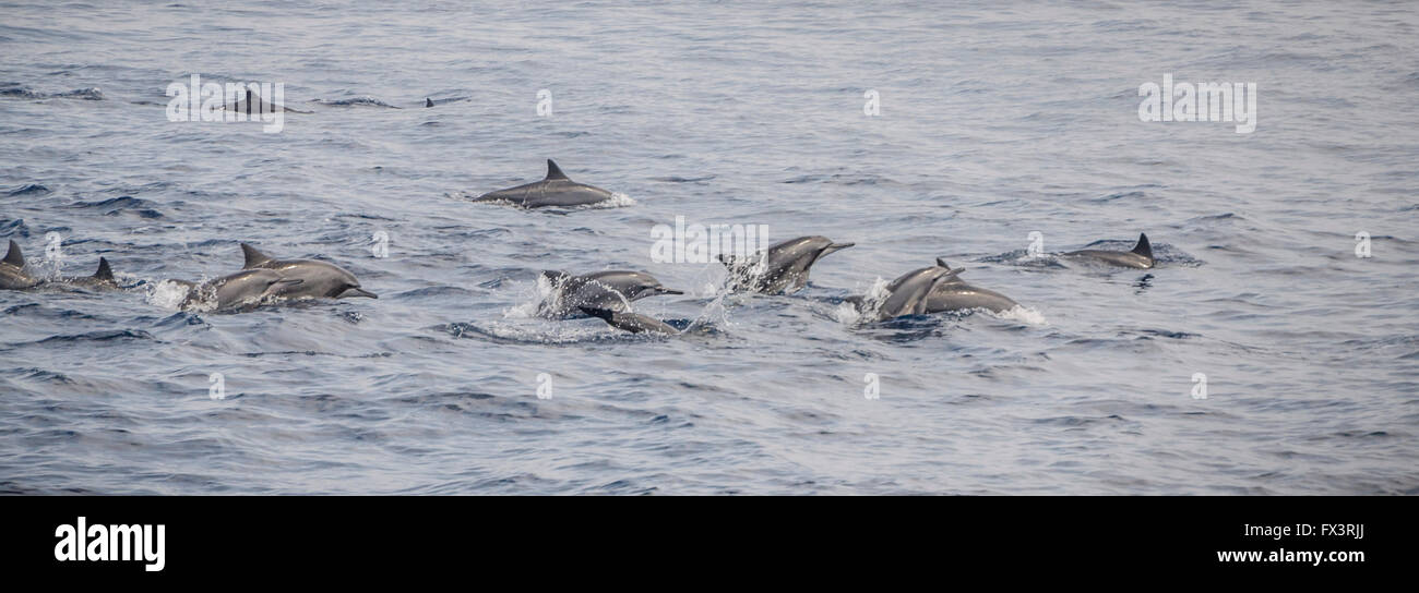 Pod of Dolphins swimming in the Indian Ocean - Dolphin pod off Sri Lanka Stock Photo