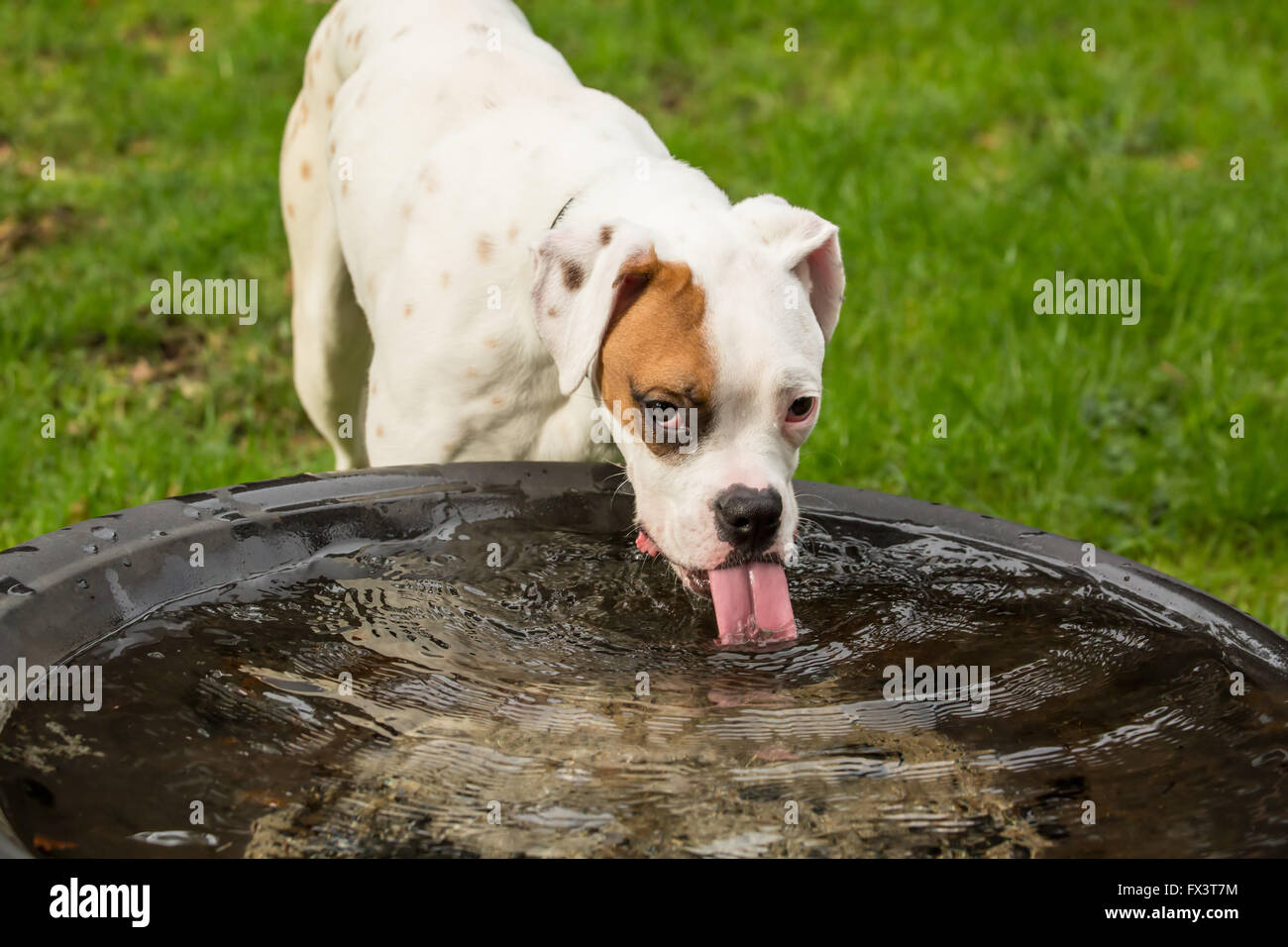 Nikita, a Boxer puppy, drinking from a large rain-filled tub in his yard in Issaquah, Washington, USA Stock Photo