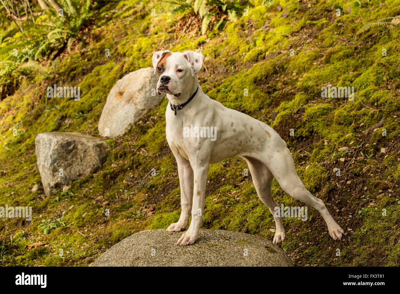 Dogo Argentino Boxer Mix