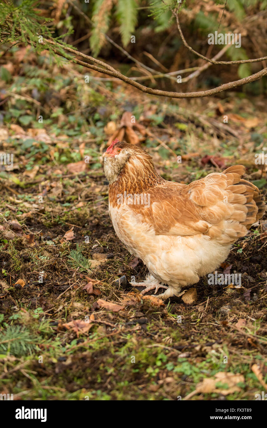 Free-range Buff Brahma hen walking in Issaquah, Washington, USA Stock Photo  - Alamy