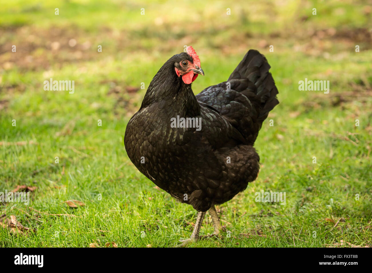 Free-ranging Black Australorp chicken in Issaquah, Washington, USA Stock Photo