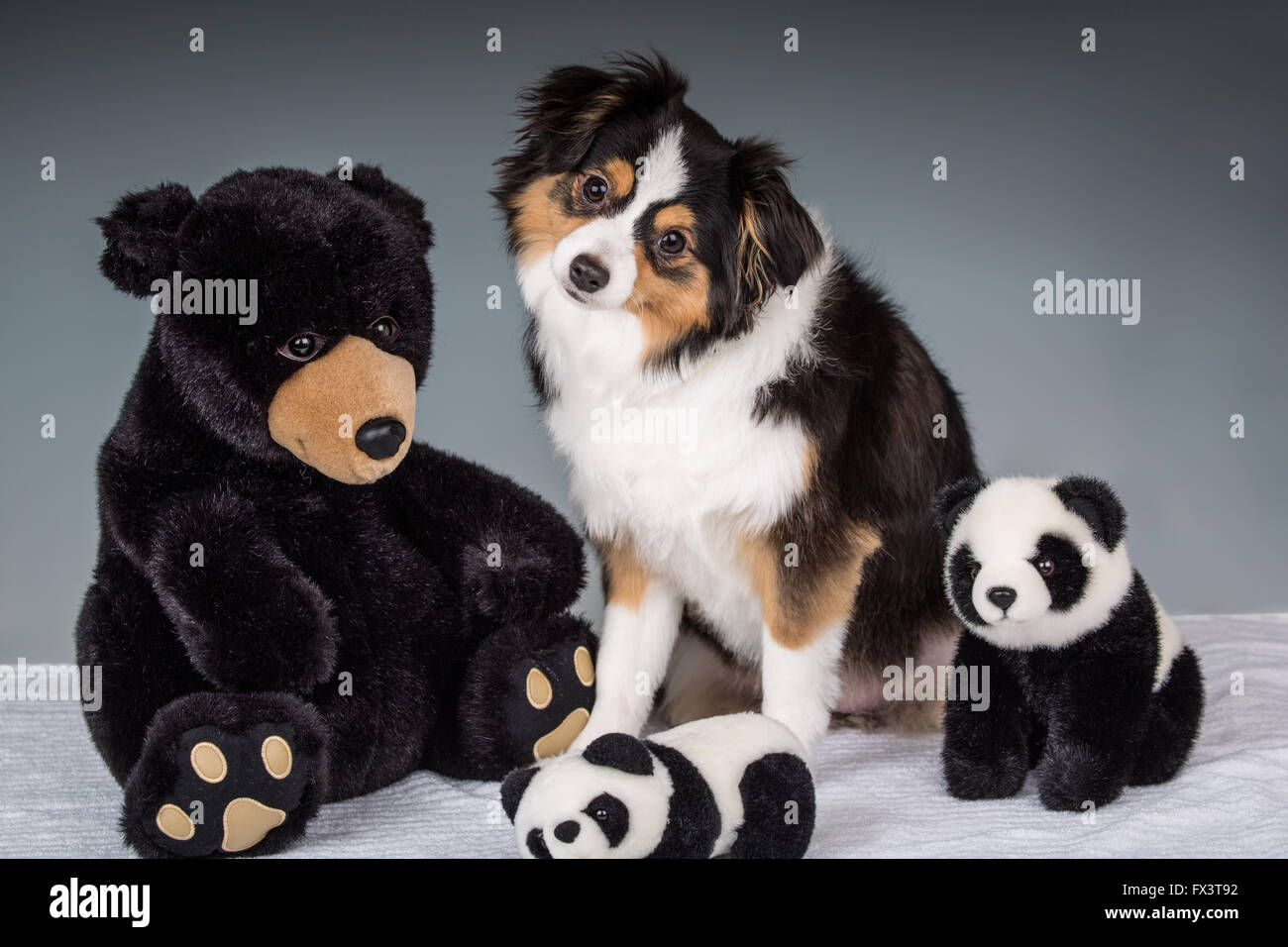 Miniature (or Toy) Australian Shepherd puppy posing with stuffed bears in Issaquah, Washington, USA Stock Photo