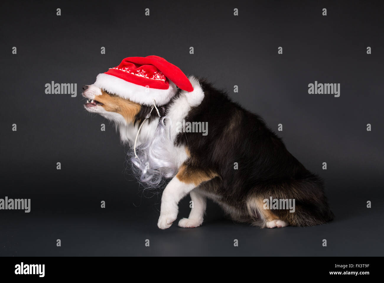 Miniature (or Toy) Australian Shepherd puppy perplexed over his Santa hat falling over his eyes, in Issaquah, Washington, USA Stock Photo