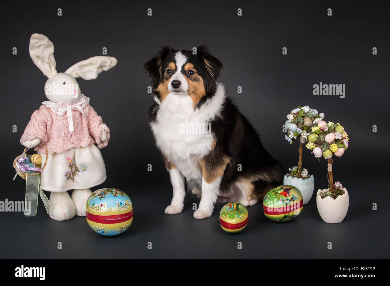 Miniature (or Toy) Australian Shepherd puppy posing amidst Easter decorations in Issaquah, Washington, USA Stock Photo