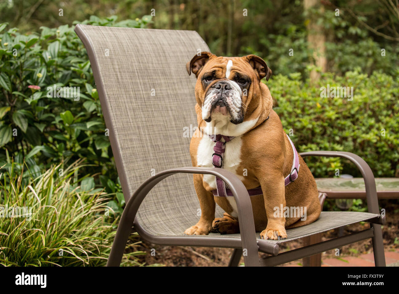 Tessa, the English Bulldog, sitting in a lawn chair in Issaquah, Washington, USA Stock Photo