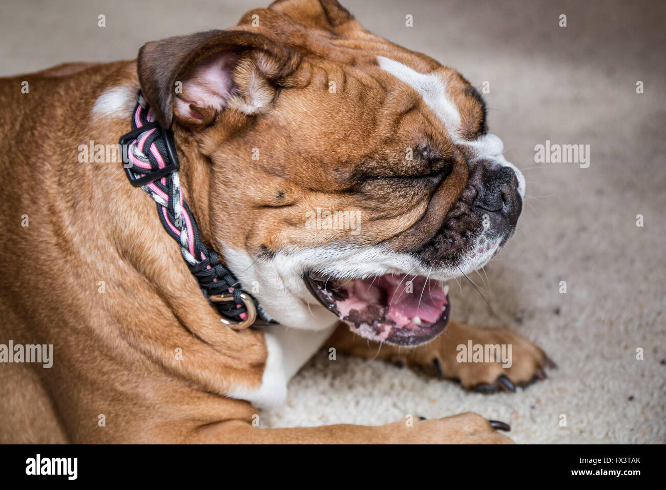 Tessa, the English Bulldog, yawning in Issaquah, Washington, USA Stock Photo