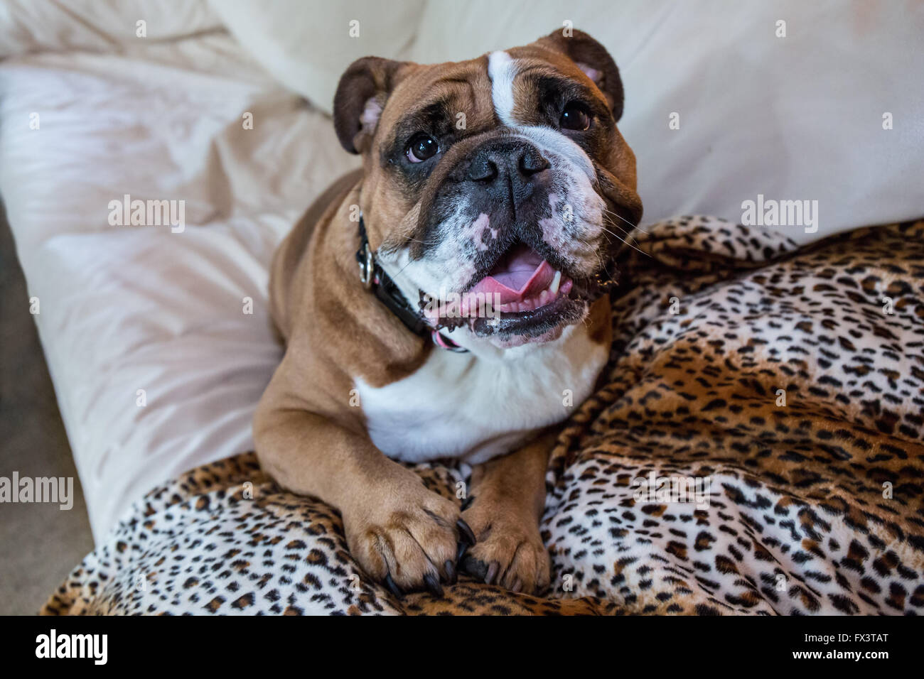 Tessa, the English Bulldog, enjoying some time on the family sofa, in Issaquah, Washington, USA Stock Photo