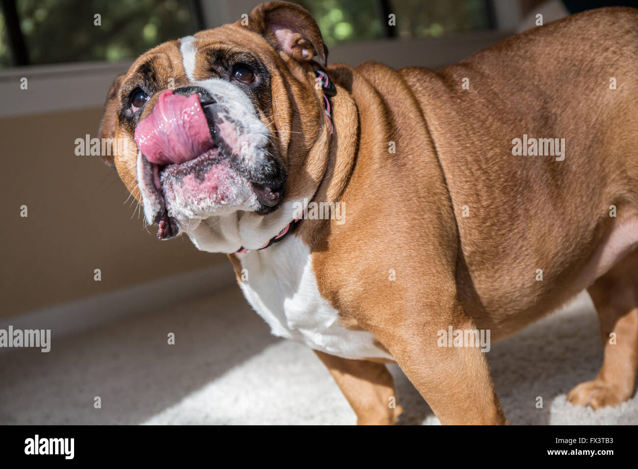 Tessa, the English Bulldog, hungrily awaiting another treat for doing a trick, in Issaquah, Washington, USA Stock Photo