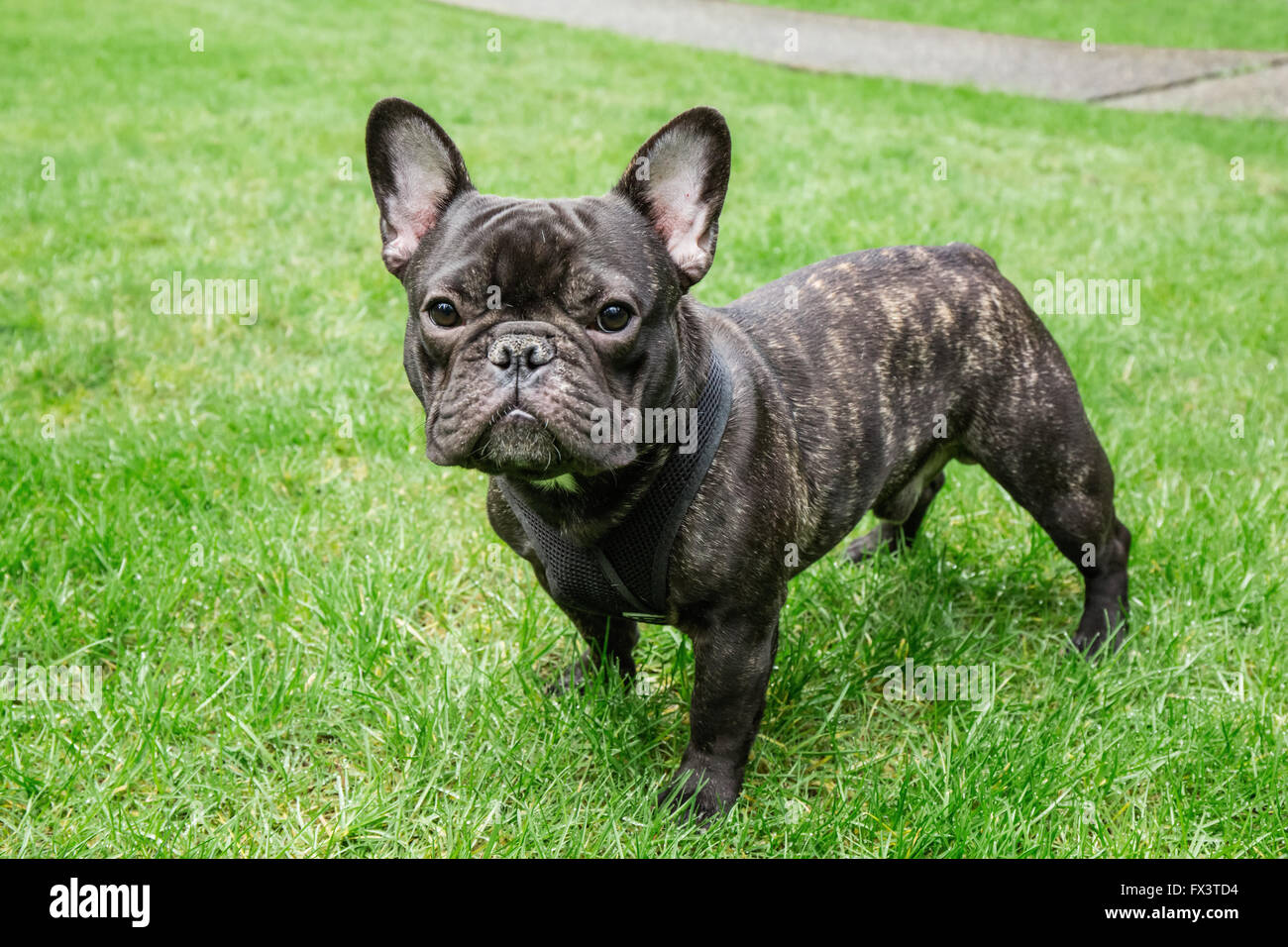 Dobee, the French Bulldog in Redmond, Washington, USA.  Two distinctive features of the French Bulldog are its bat ears and half Stock Photo