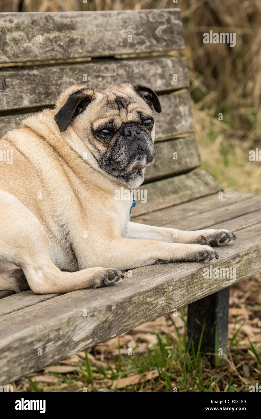 Fawn-colored Pug, Buddy, resting on a wooden park bench in Marymoor Park in Redmond, Washington, USA Stock Photo
